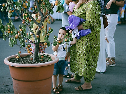 Праздник абрикоса в Худжанде, Таджикистан, июнь 2016 г.